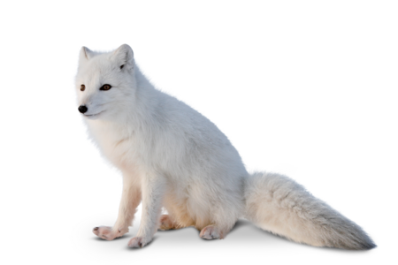 arctic fox A sitting arctic fox looks into the left corner of the picture.