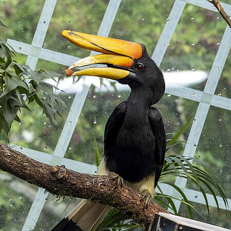 Rhinozeroshornvogel sitzt auf einem Ast