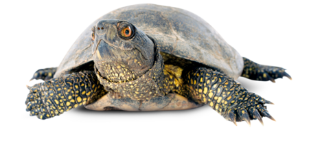 Das Bild zeigt eine Sumpfschildkröte. Sie hat den Kopf gehoben und schaut mit einem Auge direkt in die Kamera.