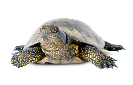 Pond turtle The picture shows an european pond turtle. It has raised its head and looks with one eye directly into the camera.