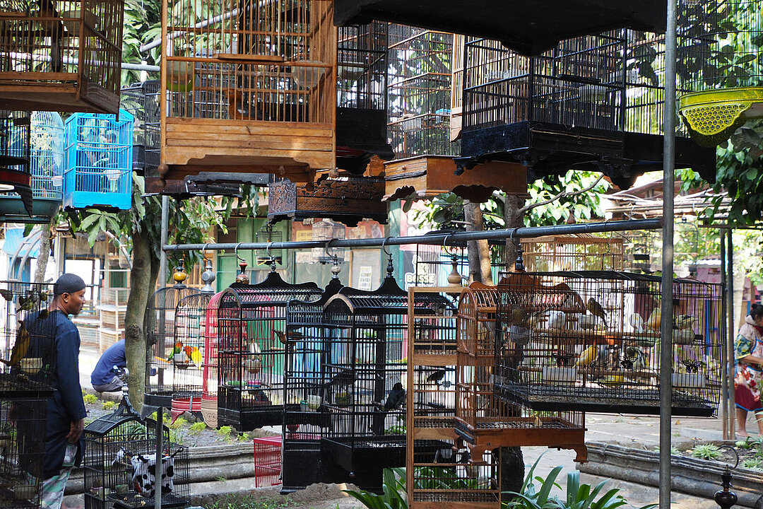 Ein Wildtiermarkt, auf dem Handel mit Singvögeln getrieben wird.