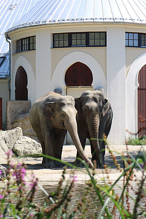 Zwei Elefanten vor dem Elefantenhaus, leicht verdeckt von grün-lilanen Pflanzen.