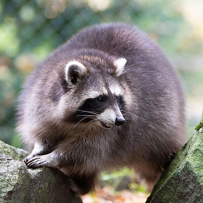 Ein Waschbär klettert zwischen zwei Felsen umher.