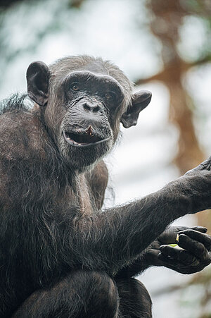 A chimpanzee