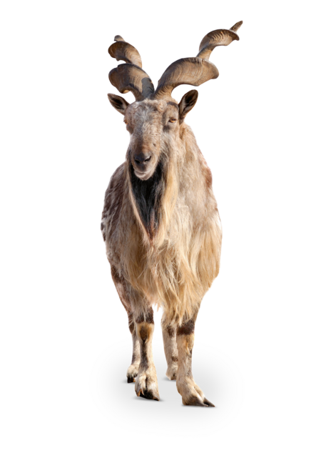 Das Bild zeigt ein Makhor das frontal in die Kamera blickt. Es hat zwei lange, in sich gedrehte Hörner und einen Ziegenbart.