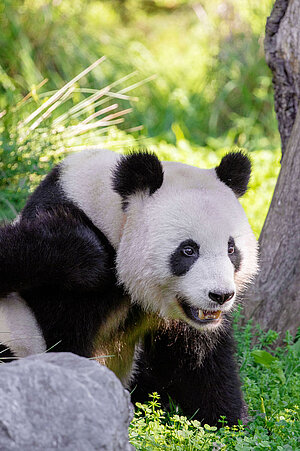 Großer Panda Ein großer Pandas sitzt im Grünen, leich versteckt hinter einem Felsen