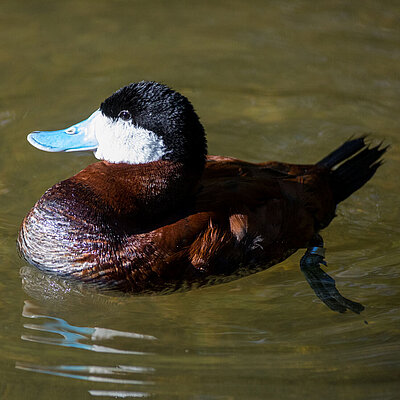 Das Bild zeigt eine schwimmende Schwarzkopfruderente von der Seite.