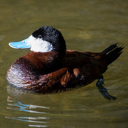 The picture shows a swimming Ruddy Duck from the side.