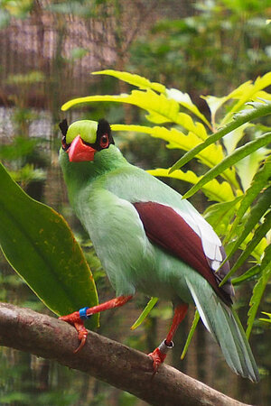 Grüner Singvogel sitzt auf einem Ast in Cikananga in einem Vogelkäfig