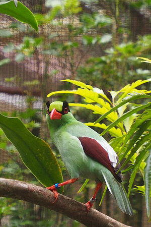 Grüner Singvogel sitzt auf einem Ast in Cikananga in einem Vogelkäfig