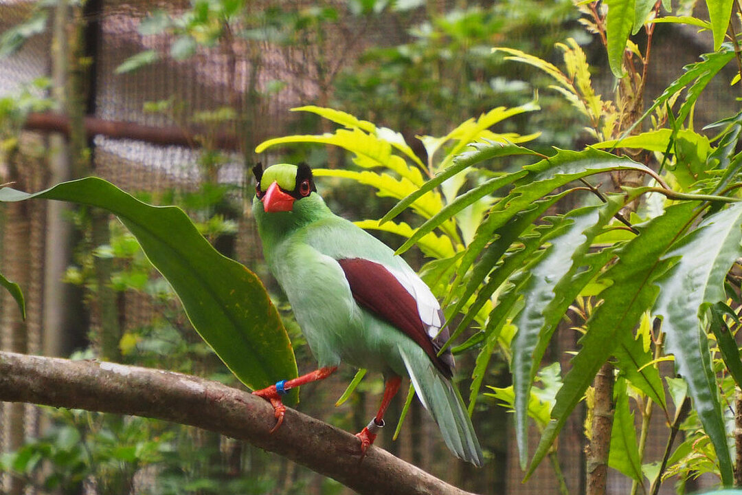 Ein Singvogel in der Aufzuchtstation in Cikananga.