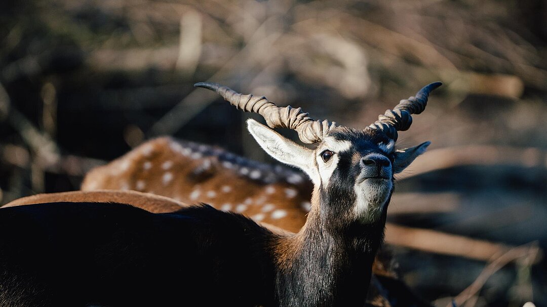 Hirschziegenantilope im Tierpark Hellabrunn