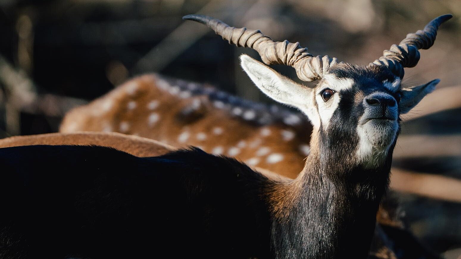 Hirschziegenantilopen im Tierpark Hellabrunn 