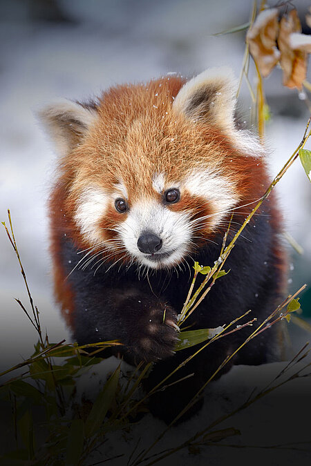 Ein Roter Panda im Schnee