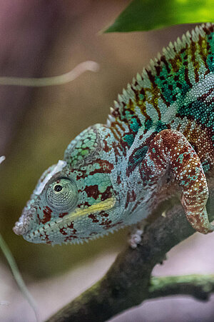 A colorful panther chameleon sits on a branch and looks towards the camera.