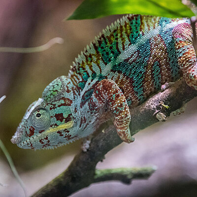 A colorful panther chameleon sits on a branch and looks towards the camera.