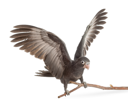 The picture shows a greater vasa parrot landing on a branch. His wings are spread wide above his head.