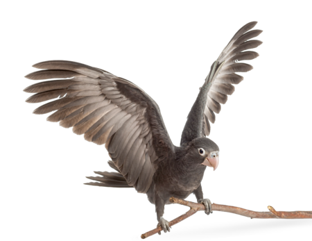 großer Vasapapagei Das Bild zeigt einen großen Vasapapagei der auf einem Ast landet. Seine Flügel sind über seinem Kopf breit gefächert.