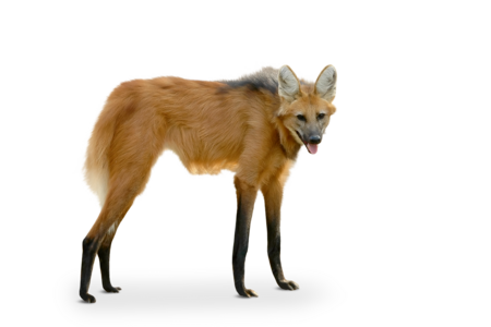The picture shows a maned wolf from the side. He has long legs and big ears.