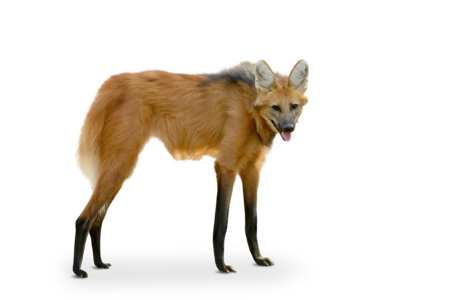maned wolf The picture shows a maned wolf from the side. He has long legs and big ears.