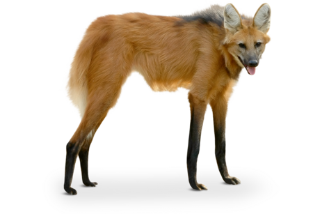 Das Bild zeigt einen Mähnenwolf von der Seite. Er hat lange Beine und große Ohren.