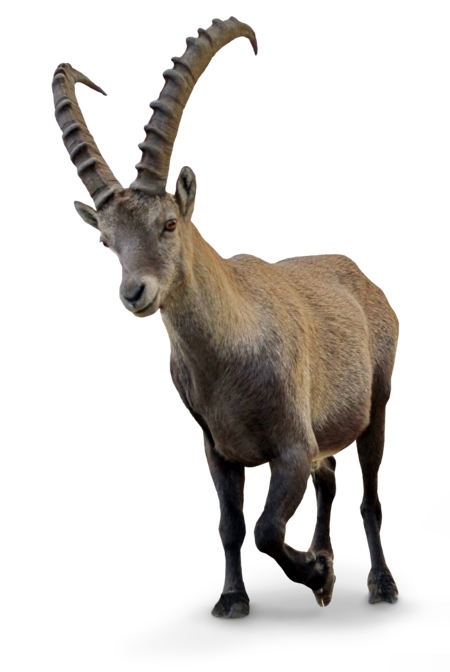 An alpine ibex.