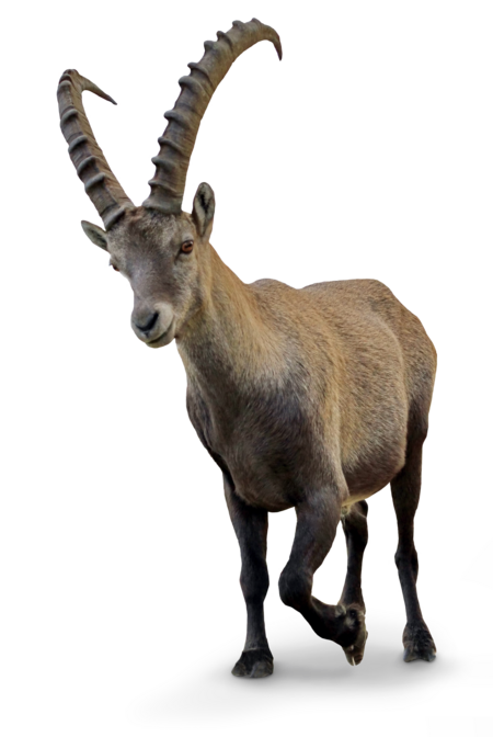 Ein Alpensteinbock.