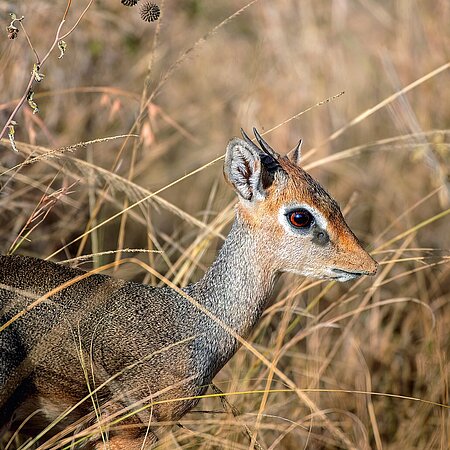 ein Kirk-Dikdik steht im hohen, trockenen Gras und blickt zur Seite