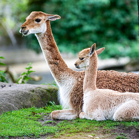 Auf dem Bild kann man ein Vikunja-Weibchen mit seinem Nachwuchs auf einer Wiese im Tierpark Hellabrunn liegen sehen.