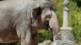 ein Asiatischer Elefant auf der Außenanlage im Tierpark Hellabrunn