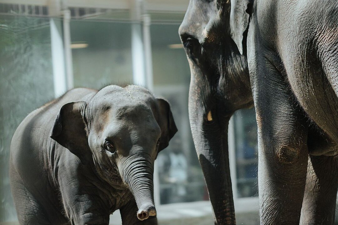 Elephant cow Rani with her daughter Savani in the Hellabrunn Elephant House