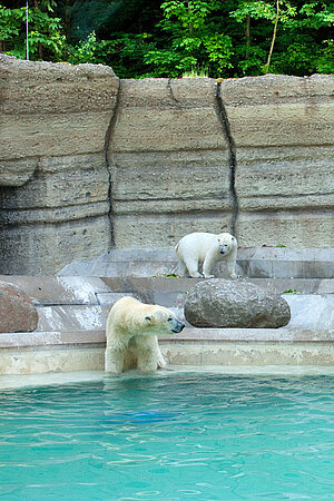 Die Eisbärenanlage in der Polarwelt