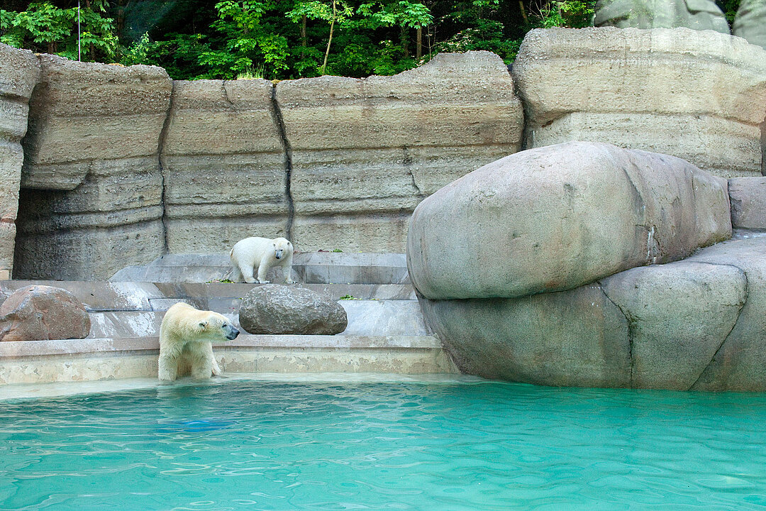 Zwei Eisbären auf ihrer Anlage im Tierpark Hellabrunn