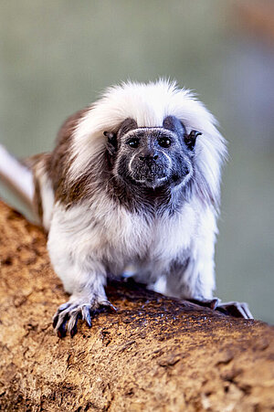 A liszt monkey sits on a branch.