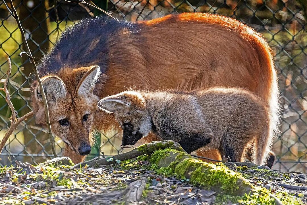 Ein Mähnenwolf-Jungtier mit seiner Mutter.