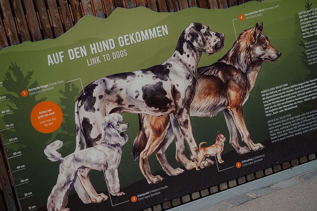 Eine Wand mit hellen Holzlamellen, an denen eine grüne und von Oben beleuchtete Infotafeln zum Wolf hängen.