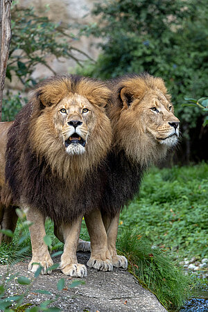 Zwei männliche Löwen stehen dicht beieinander.