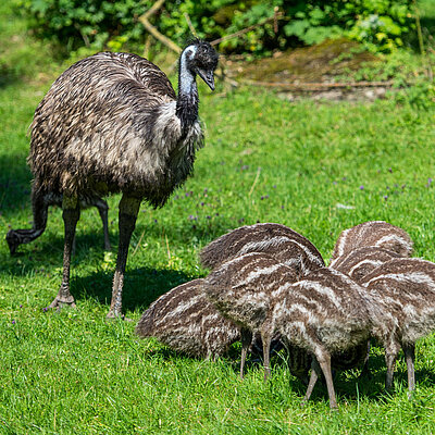 Ein Emu steht vor seinen fünf Jungtieren. Die Tiere befinden sich auf einer grünen Wiese.
