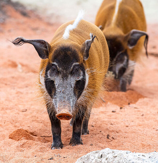 Pinselohrschwein Zwei Pinselohrschweine stehen hintereinander.