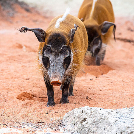 Zwei Pinselohrschweine im Tierpark Hellabrunn laufen in Richtung Kamera über den rötlichen Boden ihrer Anlage. 