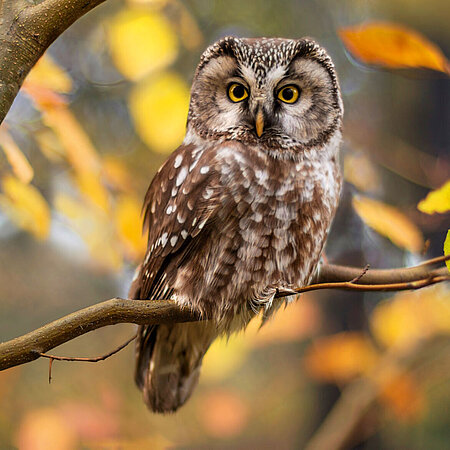 A oreal owl sits on an autumn branch in Hellabrunn Zoo and looks towards the camera.