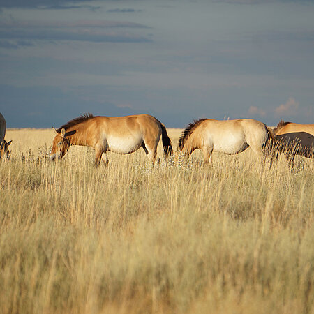 Eine Herde ausgewilderter Przewalski-Pferde in Kasachstan.