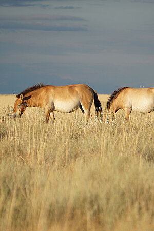 Eine Herde Przewalski-Pferde in Kasachstan