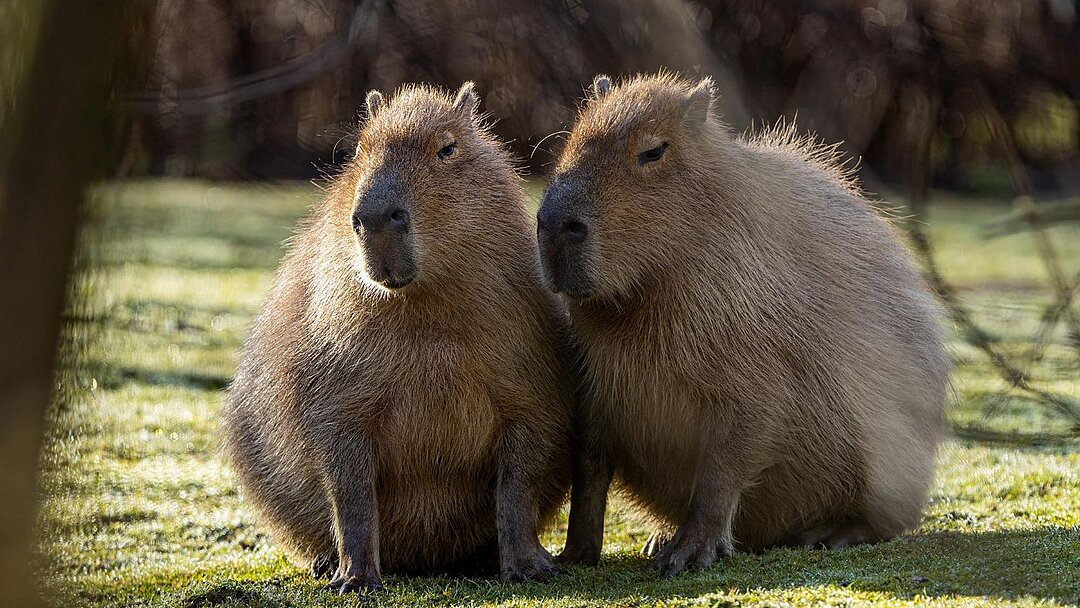zwei Wasserschweine auf der Außenanlage im Tierpark Hellabrunn 