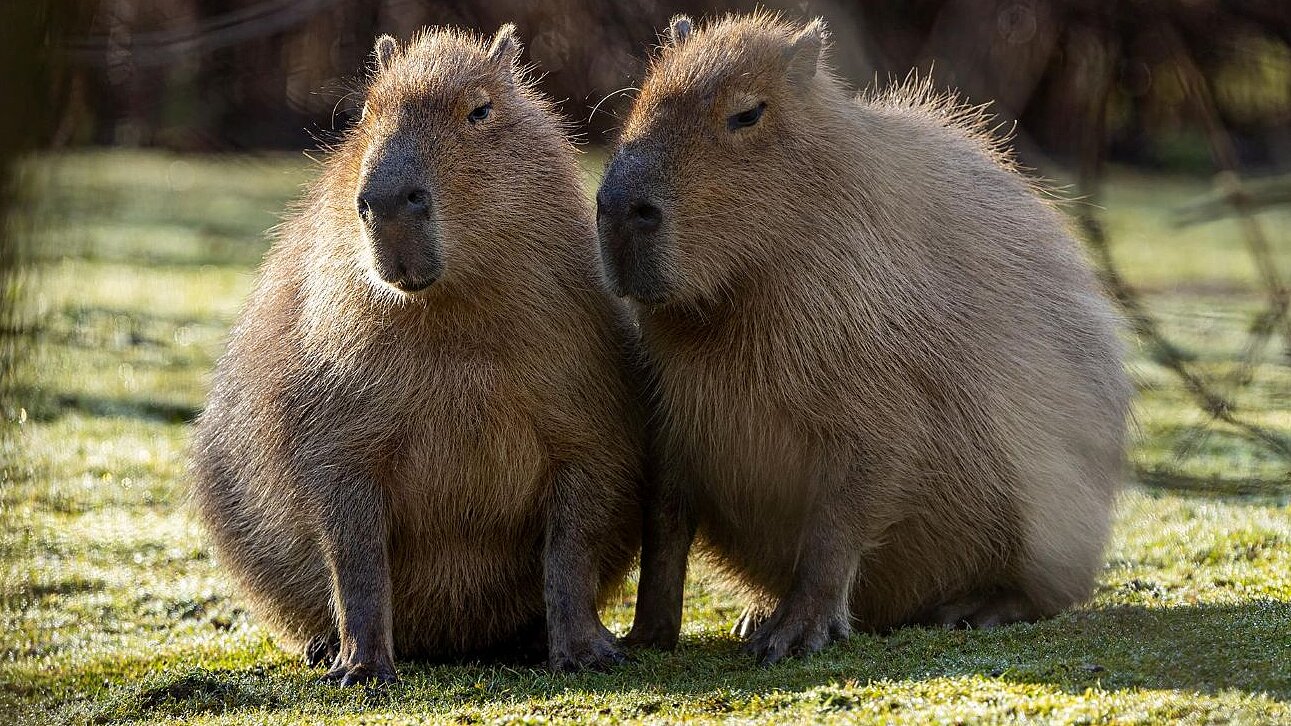 zwei Wasserschweine sitzen nebeneinander auf der Außenanlage im Tierpark Hellabrunn 