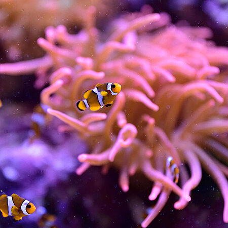 Ein orange-weißer Clownfisch schwimmt im Aquarium.