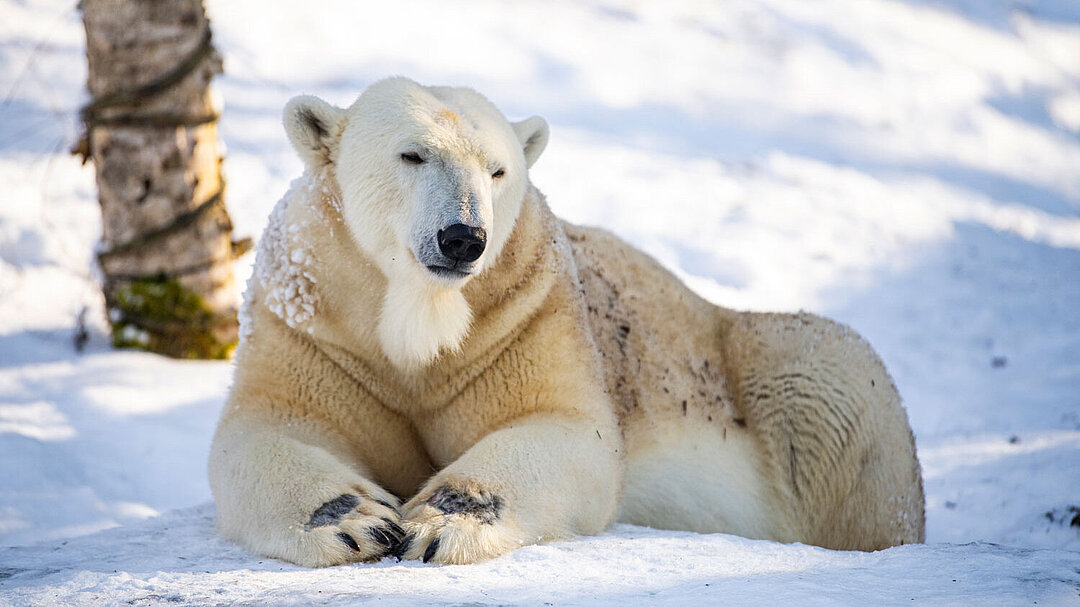 [Translate to English:] Weißer Eisbär liegend im Schnee