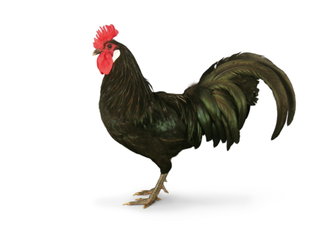 Ein schwarzes Augsburger Huhn schaut mit ausgestreckter Brust nach links.ugsburger Huhn schaut nach links.