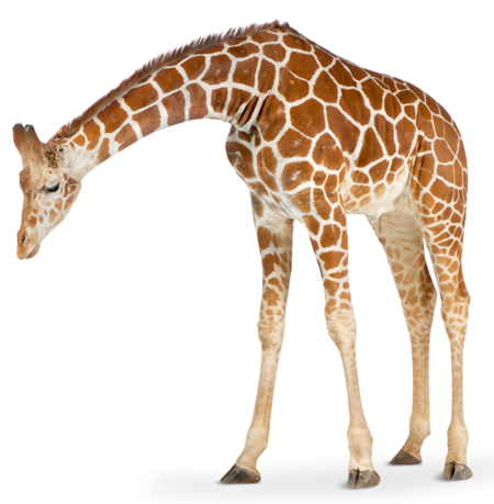 [Translate to English:] giraffe