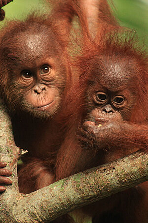 Zwei Orang-Utan-Jungtiere